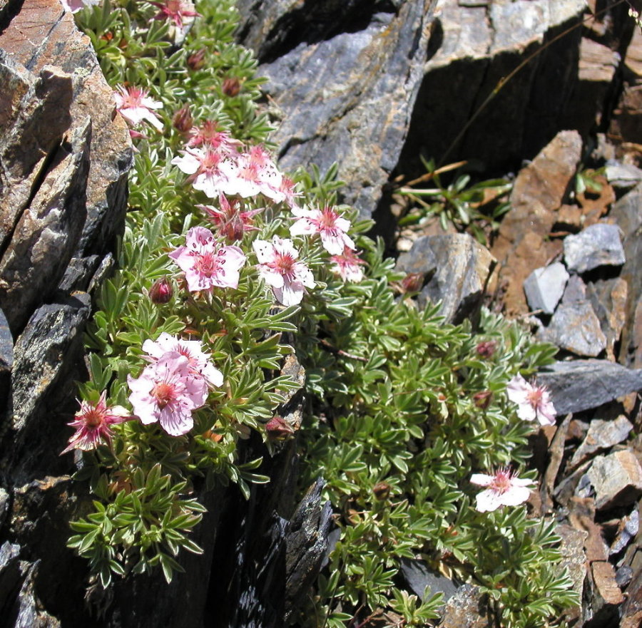 Potentilla nitida /  cinquefoglia delle Dolomiti